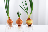 [ẢNH] 12 loại cây đẹp vừa khiến kiến ba khoang ‘khiếp vía’ biến khỏi nhà bạn