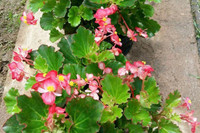 [ẢNH] 12 loại cây đẹp vừa khiến kiến ba khoang ‘khiếp vía’ biến khỏi nhà bạn