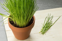 [ẢNH] 12 loại cây đẹp vừa khiến kiến ba khoang ‘khiếp vía’ biến khỏi nhà bạn