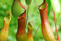 [ẢNH] Chiêm ngưỡng những loài cây ‘ăn’ thịt kỳ lạ nhất thế giới