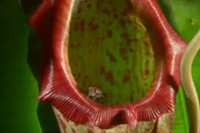 [ẢNH] Chiêm ngưỡng những loài cây ‘ăn’ thịt kỳ lạ nhất thế giới