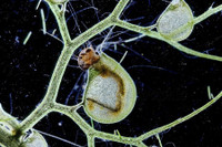 [ẢNH] Chiêm ngưỡng những loài cây ‘ăn’ thịt kỳ lạ nhất thế giới