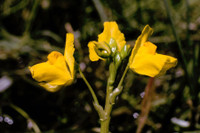 [ẢNH] Chiêm ngưỡng những loài cây ‘ăn’ thịt kỳ lạ nhất thế giới