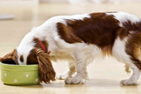 [ẢNH] Những thực phẩm đại kỵ đối với loài chó