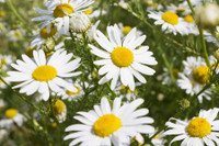 [ẢNH] Những loài cây chữa bệnh ‘nhất định phải có’ trong vườn nhà bạn