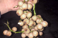 [ẢNH] Điểm danh những loại quả gắn liền với tuổi thơ của nhiều người Việt Nam