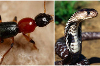 [Ảnh] Nhận diện những dấu hiệu tổn thương do kiến ba khoang và cách xử lý 