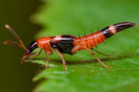 [Ảnh] Nhận diện những dấu hiệu tổn thương do kiến ba khoang và cách xử lý 