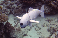 [ẢNH] Những robot động vật giúp cuộc sống của bạn trở nên dễ dàng hơn