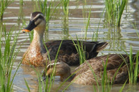 [ẢNH] Những robot động vật giúp cuộc sống của bạn trở nên dễ dàng hơn