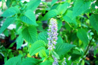 [ẢNH] Những loài cây chữa bệnh ‘nhất định phải có’ trong vườn nhà bạn