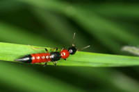 [ẢNH] 12 loại cây đẹp vừa khiến kiến ba khoang ‘khiếp vía’ biến khỏi nhà bạn