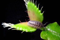 [ẢNH] Chiêm ngưỡng những loài cây ‘ăn’ thịt kỳ lạ nhất thế giới