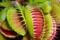 [ẢNH] Chiêm ngưỡng những loài cây ‘ăn’ thịt kỳ lạ nhất thế giới