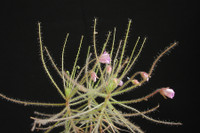 [ẢNH] Chiêm ngưỡng những loài cây ‘ăn’ thịt kỳ lạ nhất thế giới