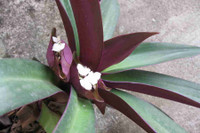 [ẢNH] Những loài cây chữa bệnh ‘nhất định phải có’ trong vườn nhà bạn