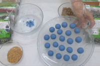 [ẢNH] Bật mí những món ăn ngon, bổ dưỡng làm từ hoa đậu biếc