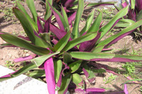 [ẢNH] Những loài cây chữa bệnh ‘nhất định phải có’ trong vườn nhà bạn