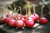 [ẢNH] Điểm danh những loại quả gắn liền với tuổi thơ của nhiều người Việt Nam