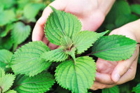 [ẢNH] Những loài cây chữa bệnh ‘nhất định phải có’ trong vườn nhà bạn