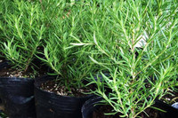 [ẢNH] 12 loại cây đẹp vừa khiến kiến ba khoang ‘khiếp vía’ biến khỏi nhà bạn