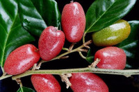 [ẢNH] Điểm danh những loại quả gắn liền với tuổi thơ của nhiều người Việt Nam