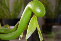 [ẢNH] Chiêm ngưỡng những loài cây ‘ăn’ thịt kỳ lạ nhất thế giới