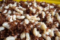 [ẢNH] 'Choáng' với những món ăn độc lạ từ loài kiến không phải ai cũng dám thử