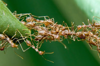 [ẢNH] 'Choáng' với những món ăn độc lạ từ loài kiến không phải ai cũng dám thử