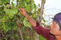 [ẢNH] 'Choáng' với những món ăn độc lạ từ loài kiến không phải ai cũng dám thử