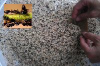 [ẢNH] 'Choáng' với những món ăn độc lạ từ loài kiến không phải ai cũng dám thử