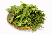 [ẢNH] Những loài cây chữa bệnh ‘nhất định phải có’ trong vườn nhà bạn