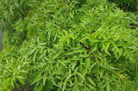 [ẢNH] Những loài cây chữa bệnh ‘nhất định phải có’ trong vườn nhà bạn