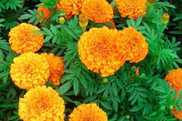 [ẢNH] 12 loại cây đẹp vừa khiến kiến ba khoang ‘khiếp vía’ biến khỏi nhà bạn