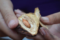 [ẢNH] Điểm danh những loại quả gắn liền với tuổi thơ của nhiều người Việt Nam