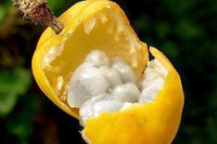 [ẢNH] Điểm danh những loại quả gắn liền với tuổi thơ của nhiều người Việt Nam