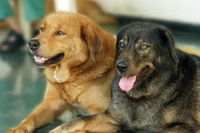 [ẢNH] Những thực phẩm đại kỵ đối với loài chó