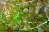 [ẢNH] Chiêm ngưỡng những loài cây ‘ăn’ thịt kỳ lạ nhất thế giới