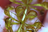 [ẢNH] Chiêm ngưỡng những loài cây ‘ăn’ thịt kỳ lạ nhất thế giới