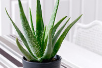 [ẢNH] Những loài cây chữa bệnh ‘nhất định phải có’ trong vườn nhà bạn