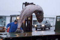 [ẢNH] Năm đặc sản 'bốc mùi' thách thức lòng can đảm của thực khách