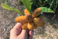 [ẢNH] Điểm danh những loại quả gắn liền với tuổi thơ của nhiều người Việt Nam