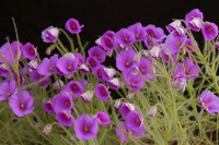 [ẢNH] Chiêm ngưỡng những loài cây ‘ăn’ thịt kỳ lạ nhất thế giới