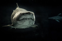 [ẢNH] Năm đặc sản 'bốc mùi' thách thức lòng can đảm của thực khách