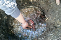 [ẢNH] Năm đặc sản 'bốc mùi' thách thức lòng can đảm của thực khách