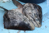 [ẢNH] Năm đặc sản 'bốc mùi' thách thức lòng can đảm của thực khách