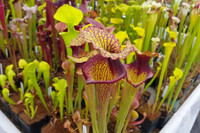 [ẢNH] Chiêm ngưỡng những loài cây ‘ăn’ thịt kỳ lạ nhất thế giới