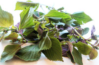 [ẢNH] Những loài cây chữa bệnh ‘nhất định phải có’ trong vườn nhà bạn