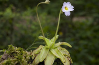 [ẢNH] Chiêm ngưỡng những loài cây ‘ăn’ thịt kỳ lạ nhất thế giới