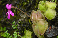 [ẢNH] Chiêm ngưỡng những loài cây ‘ăn’ thịt kỳ lạ nhất thế giới